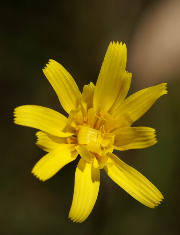Microseris lanceolata